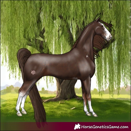 Horse Color:Liver Chestnut Sabino 