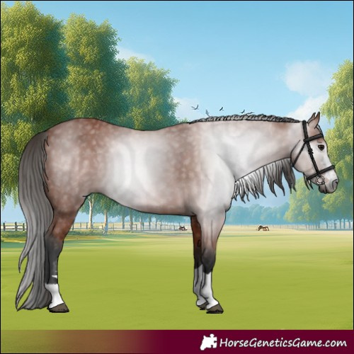 Horse Color:Gray Bay