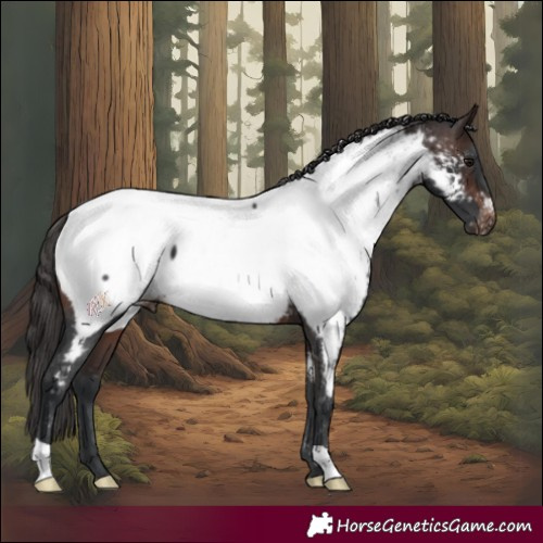 Horse Color:Brown Appaloosa 