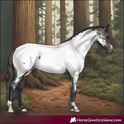 Horse Color:Brown Appaloosa 