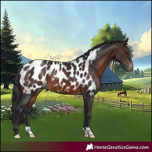 Horse Color:Brown Appaloosa