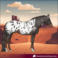 Horse Color:Liver Chestnut Near Leopard 