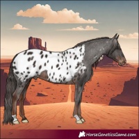 Horse Color:Liver Chestnut Appaloosa 