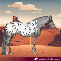 Horse Color:Liver Chestnut Appaloosa