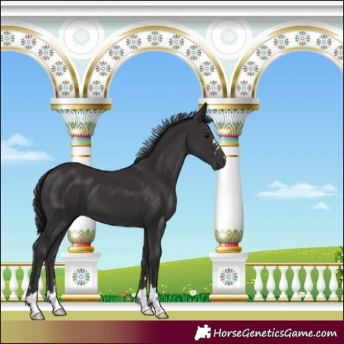 Horse Color:Smoky Black 