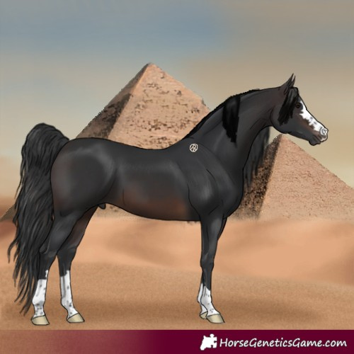 Horse Color:Brown 