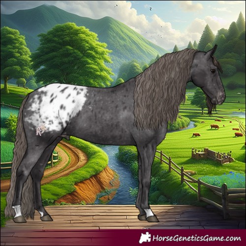 Horse Color:Smoky Black Appaloosa 