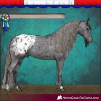 Horse Color:Smoky Black Blanket 