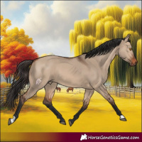 Horse Color:Bay Dun