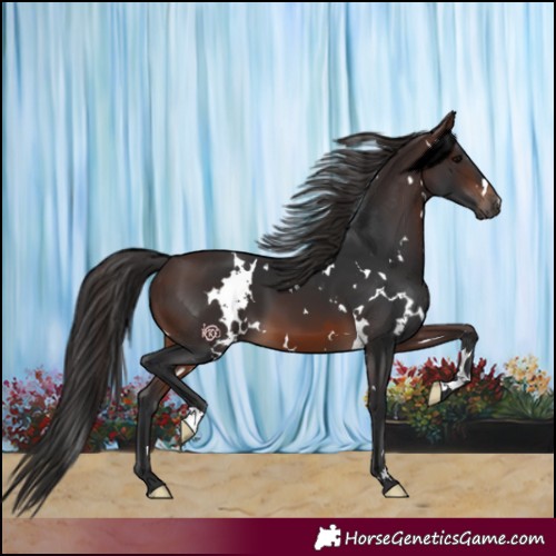 Horse Color:White Spotted Brown 