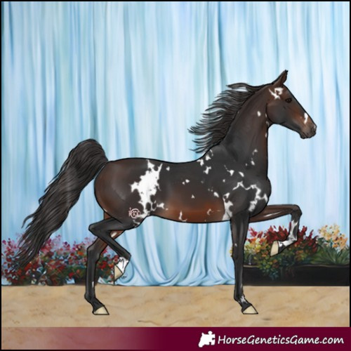 Horse Color:White Spotted Brown 