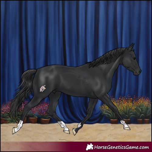 Horse Color:Black 