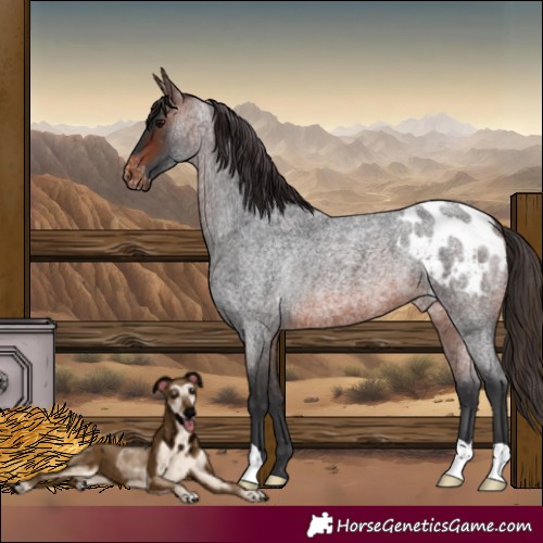 Horse Color:Brown Roan Appaloosa 