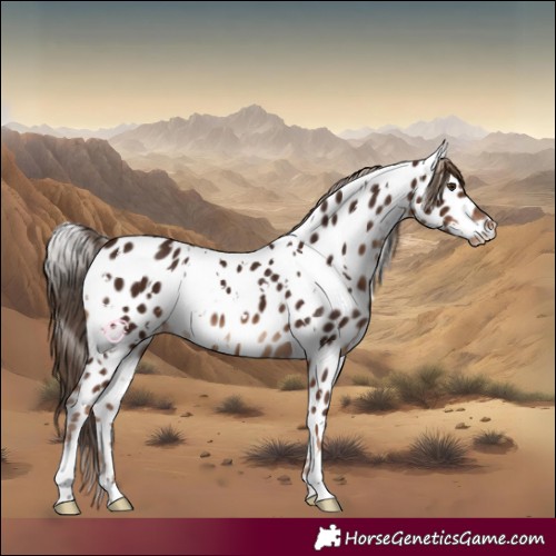 Horse Color:White Spotted Liver Chestnut Near Leopard 