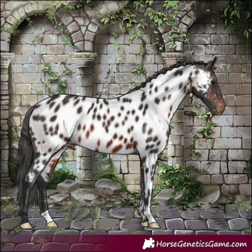 Horse Color:Brown Appaloosa 