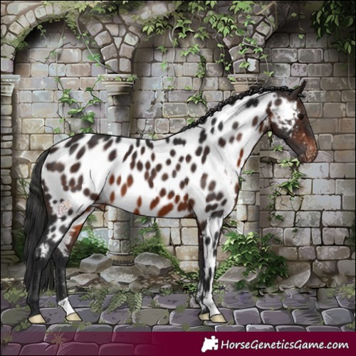 Horse Color:Brown Appaloosa 