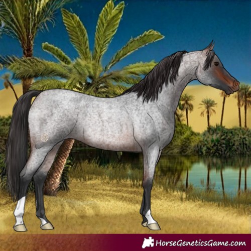 Horse Color:Brown Roan Rabicano 