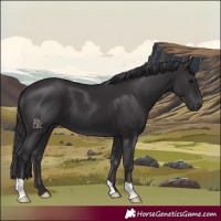 Horse Color:Smoky Black 