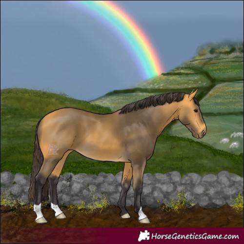 Horse Color:Buckskin 
