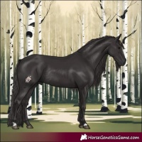 Horse Color:Smoky Black Rabicano 