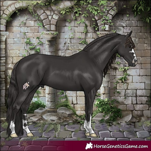 Horse Color:Smoky Black 