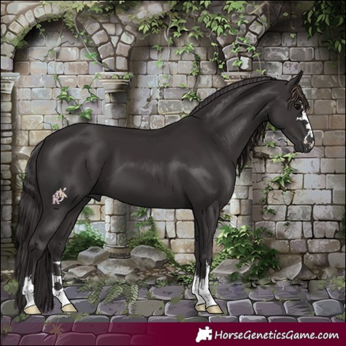 Horse Color:Smoky Black 