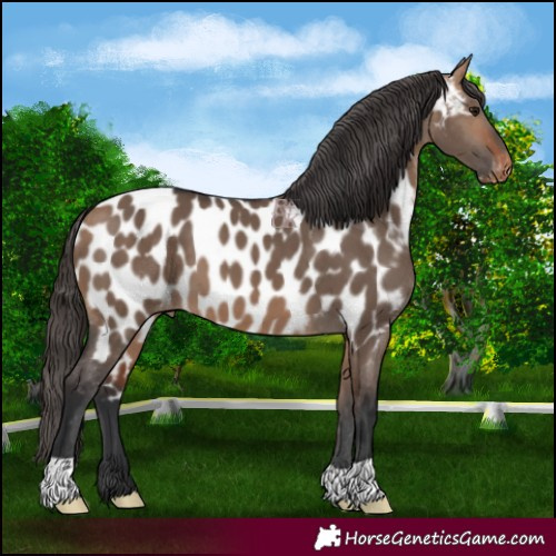 Horse Color:Bay Dun Appaloosa 