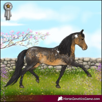 Horse Color:White Spotted Buckskin 