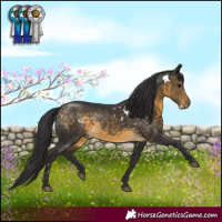 Horse Color:White Spotted Buckskin 
