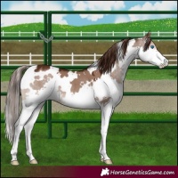 Horse Color:White Spotted Liver Red Dun Splash 