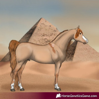 Horse Color:Red Dun 