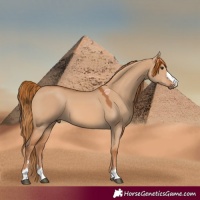 Horse Color:Red Dun 