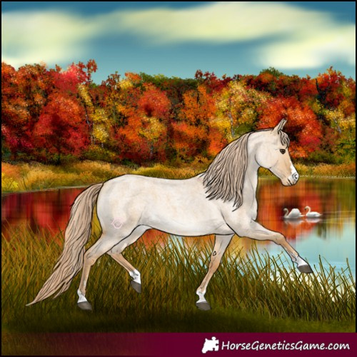 Horse Color:Red Dun Roan 