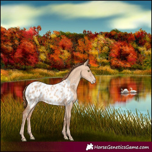 Horse Color:Gold Champagne Dun Blanket 