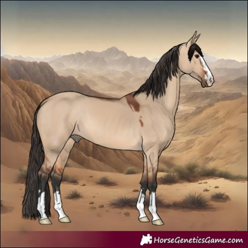 Horse Color:Bay Dun 