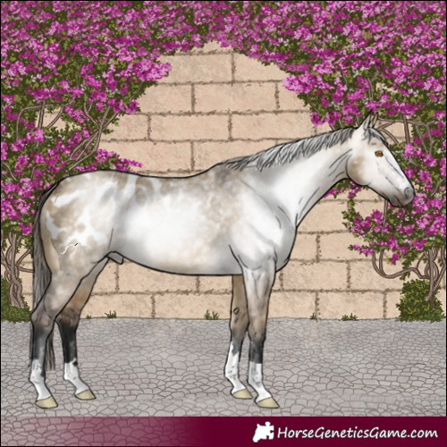 Horse Color:Gray Buckskin Dun Appaloosa 