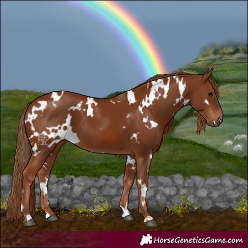 Horse Color:White Spotted Chestnut 