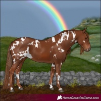 Horse Color:White Spotted Chestnut 