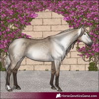 Horse Color:Gray Silver Grullo