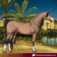 Horse Color:Bay Dun