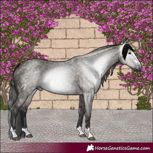 Horse Color:Gray Grullo 