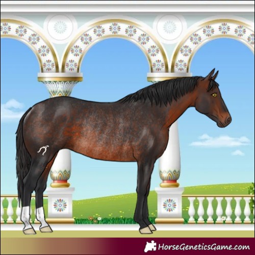 Horse Color:Brown Rabicano 