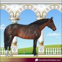 Horse Color:Brown Rabicano 
