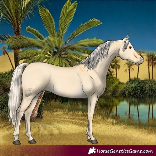 Horse Color:Palomino Dun