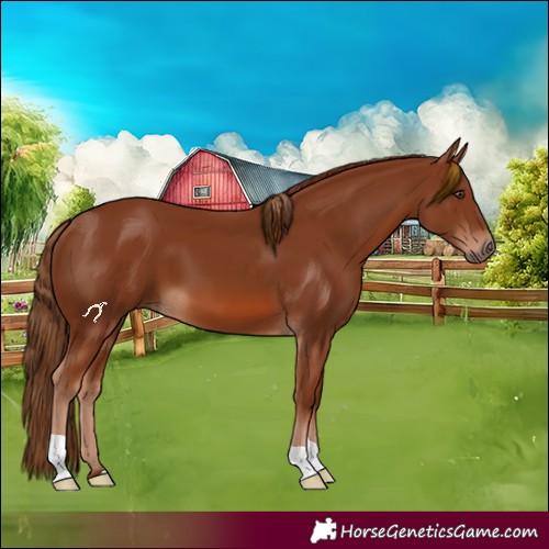Horse Color:Chestnut 