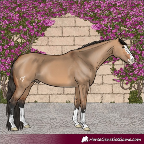 Horse Color:Bay Dun 
