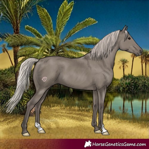 Horse Color:Silver Grullo 