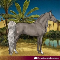 Horse Color:Silver Grullo
