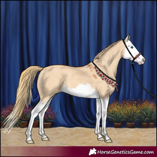 Horse Color:Red Dun Splash 