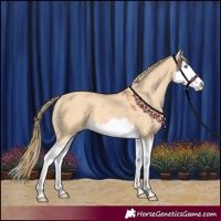 Horse Color:Red Dun Splash 